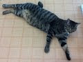 尻尾 の 短い 猫 244514-尻尾の短い猫