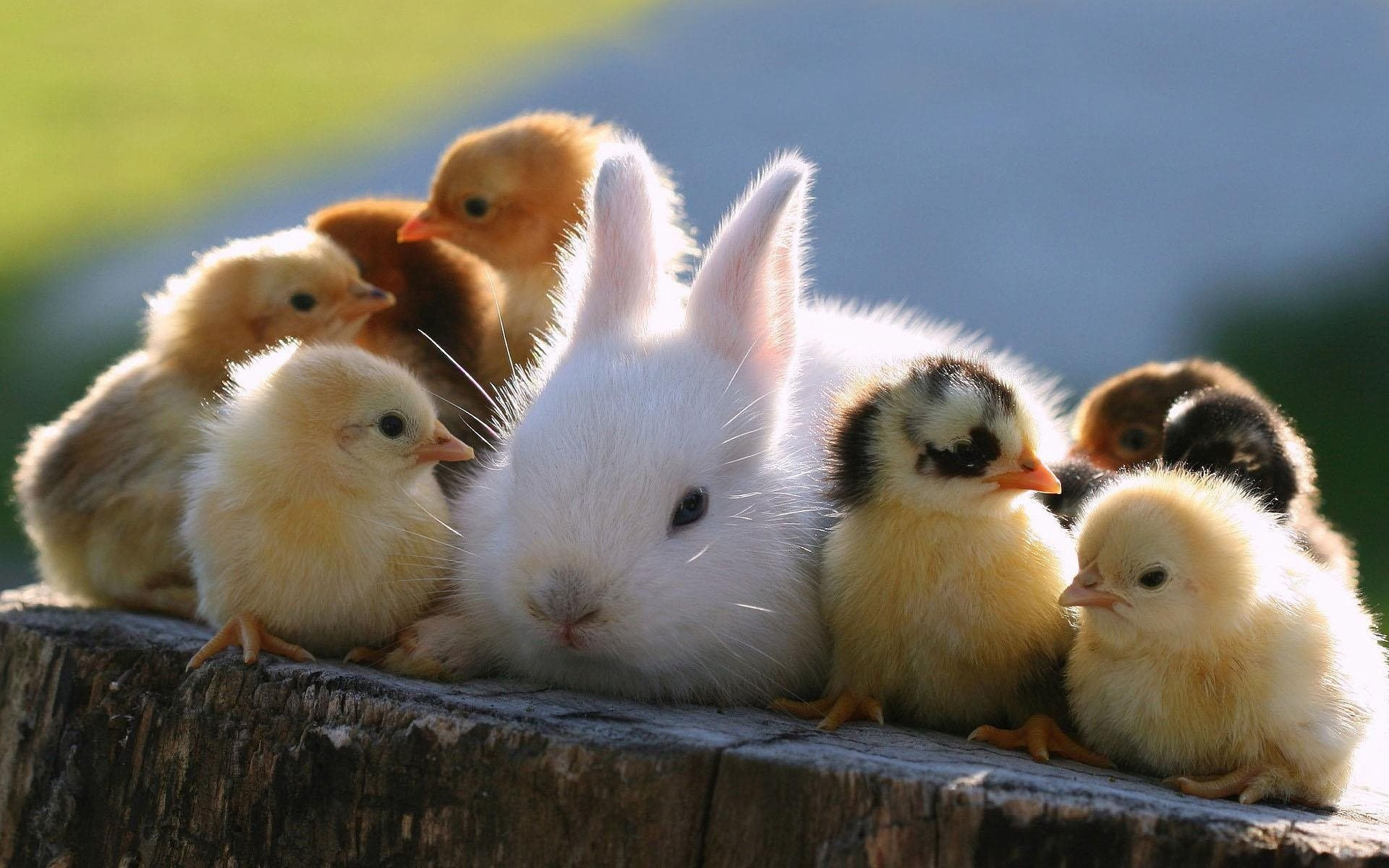 ダウンロード画像 かわいい動物たち うさぎ 鶏 雛 画面の解像度 19x10 壁紙デスクトップ上