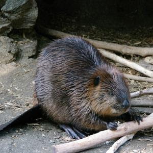 アメリカビーバー 長崎バイオパーク Zooっと近くにふれあえる九州の動物園 植物園