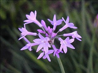 １１月２８日の誕生花は ツルバキア 366日 誕生花の辞典 誕生日の花言葉の図鑑