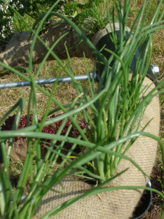 Space-Saving Solution To Grow Herbs In Your Garden | DigsDigs