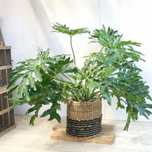 大型佐川急便 遊恵盆栽 店 観葉植物 セローム 観葉植物 フィロデンドロン セローム 花 観葉植物 おしゃれバスケットカバー付き 人気が高い最安値 の 観葉植物
