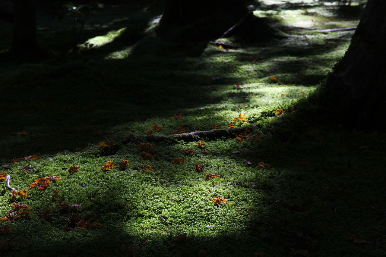 紅葉壁紙 龍安寺 四季の山野草