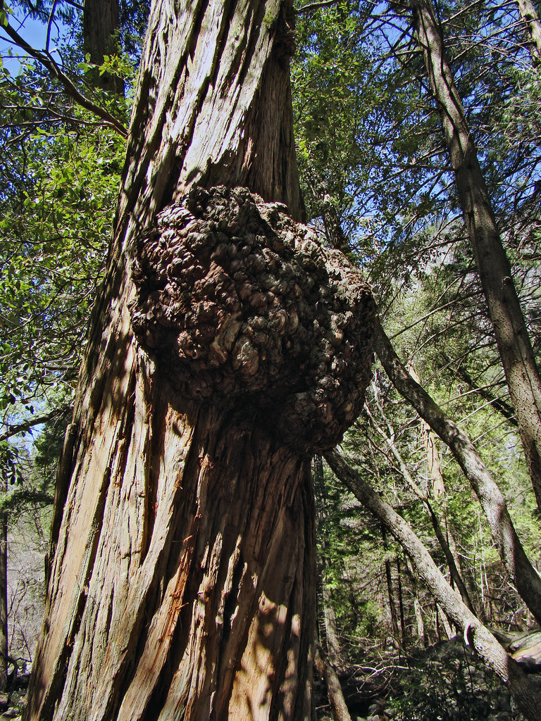 DSC05013 burl