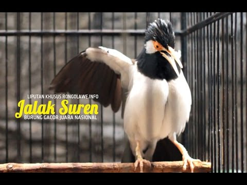 Jalak Suren