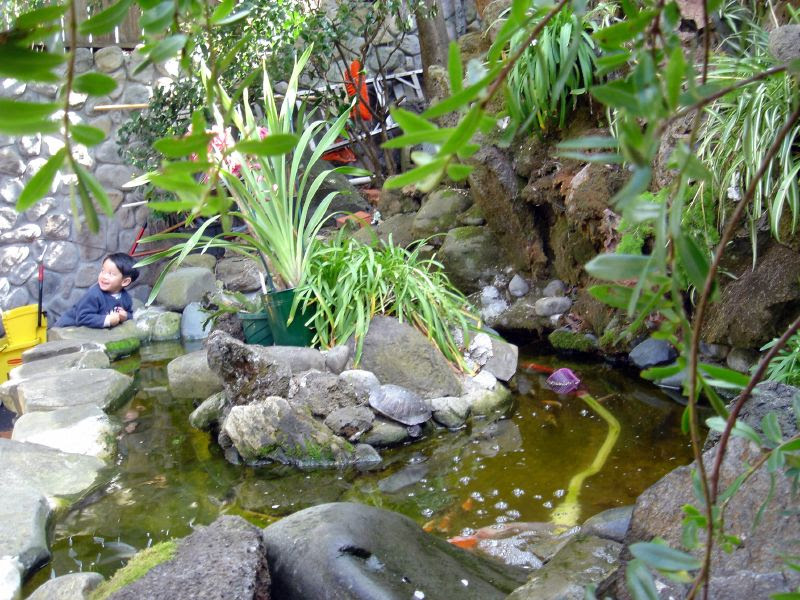 Koi Pond