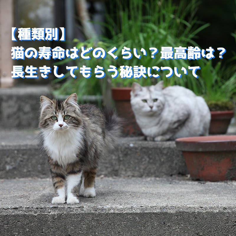 種類別 猫の寿命はどのくらい 最高齢は 長生きしてもらう秘訣について