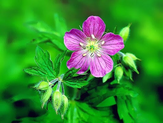 Geranium - New York State. new york state flower. Geranium - New York State.
