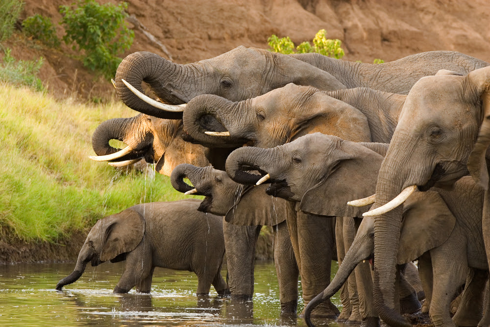 Elephants Really Do Have Exceptionally Good Memories