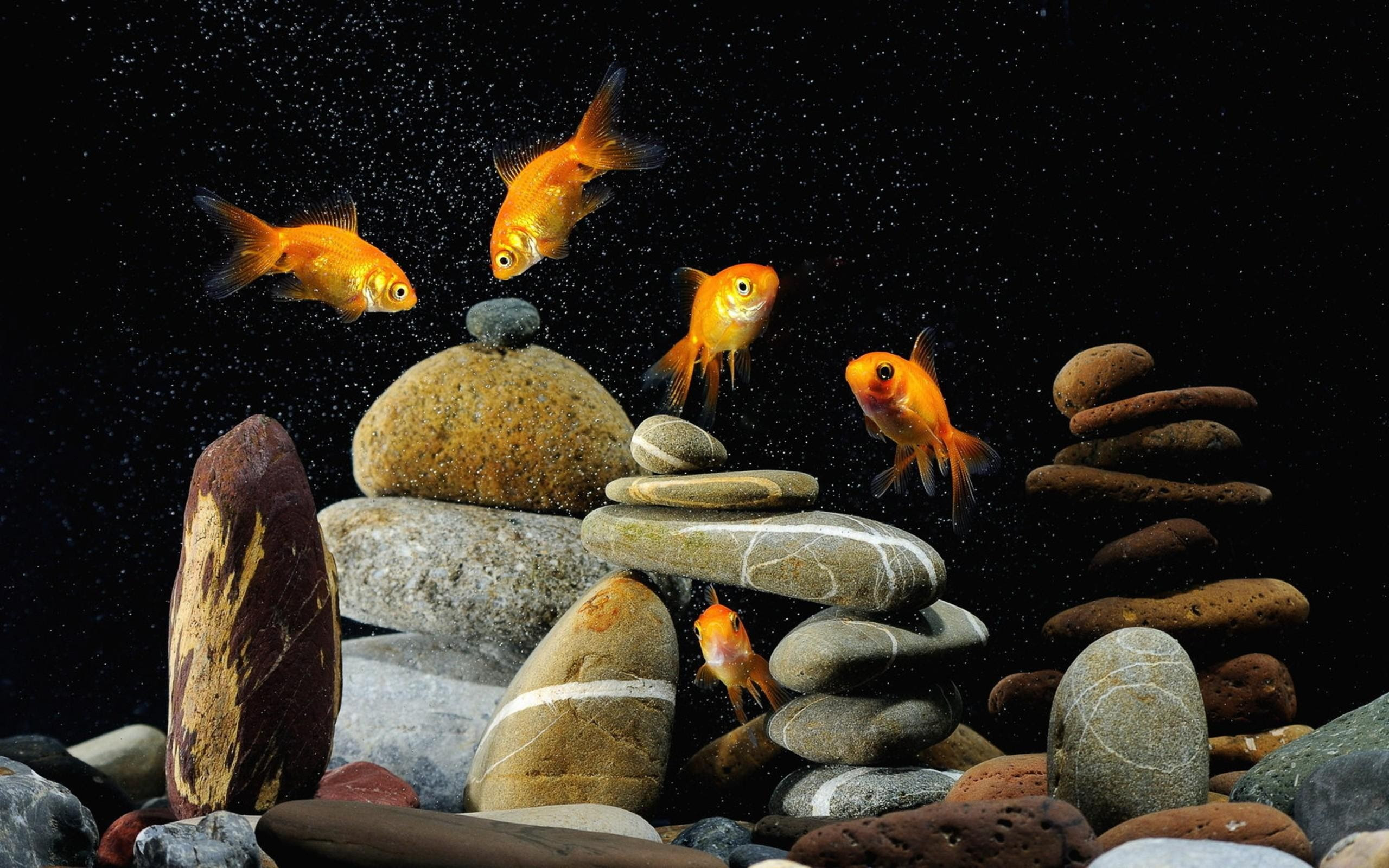 动物金鱼水族馆手机壁纸高清原图下载 动物金鱼水族馆手机壁纸 高清图片 壁纸 动物 桌面城市