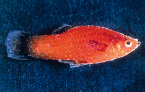 日本動物薬品株式会社 金魚の病気について