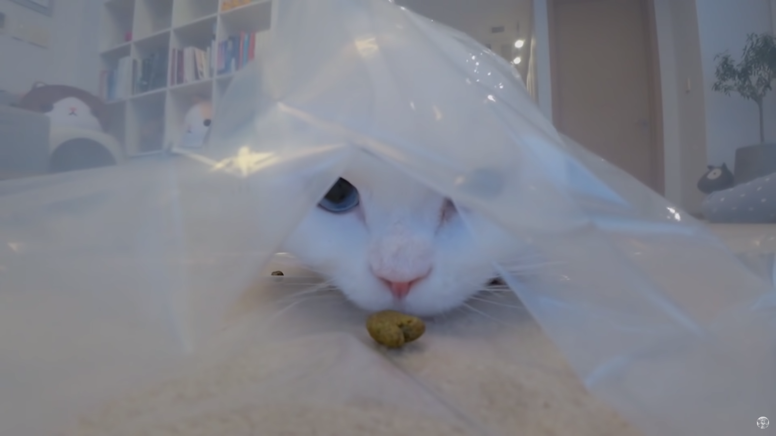 ビニール袋の見えない罠に猫をはめる Netgeek