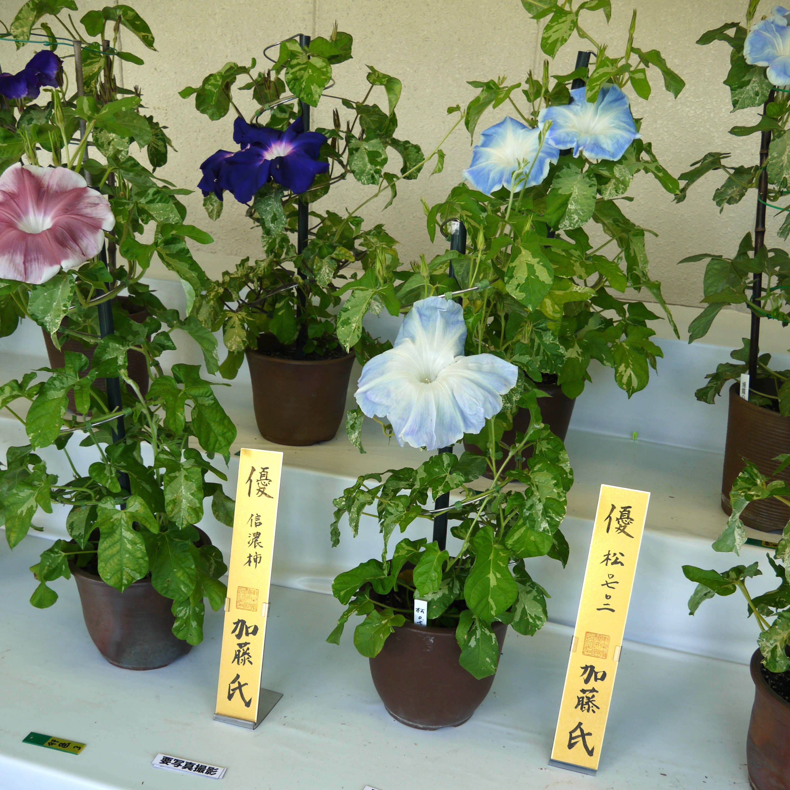 大輪朝顔