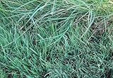 Grass Seed David S Native Texas Lawn And Garden Mix Habiturf 1 2 Pounds Per Order