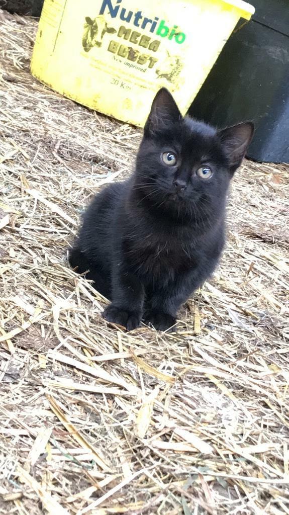 black kittens for sale 2 black kittens for sale