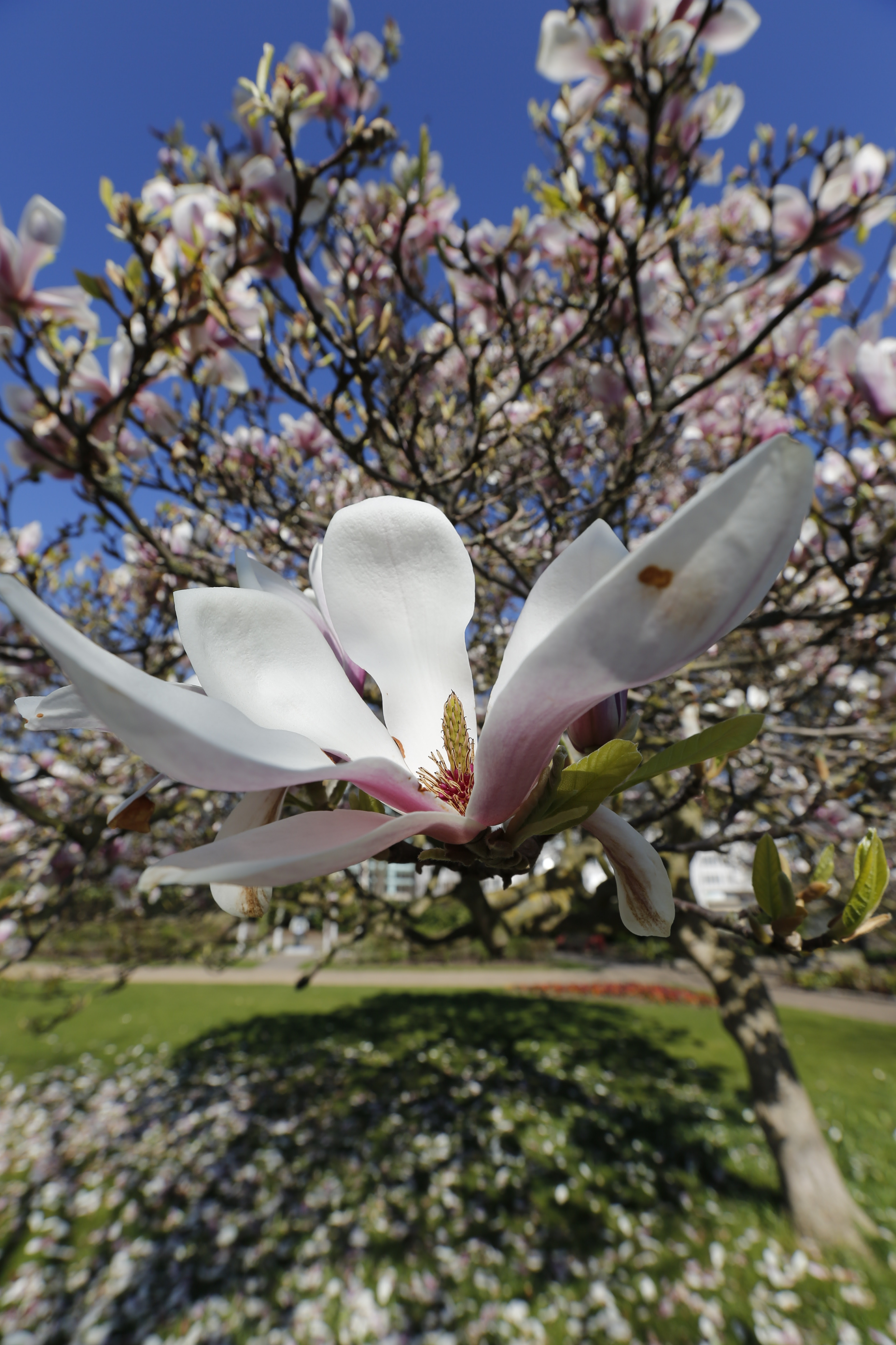 Canon EOS 5D Mark III review