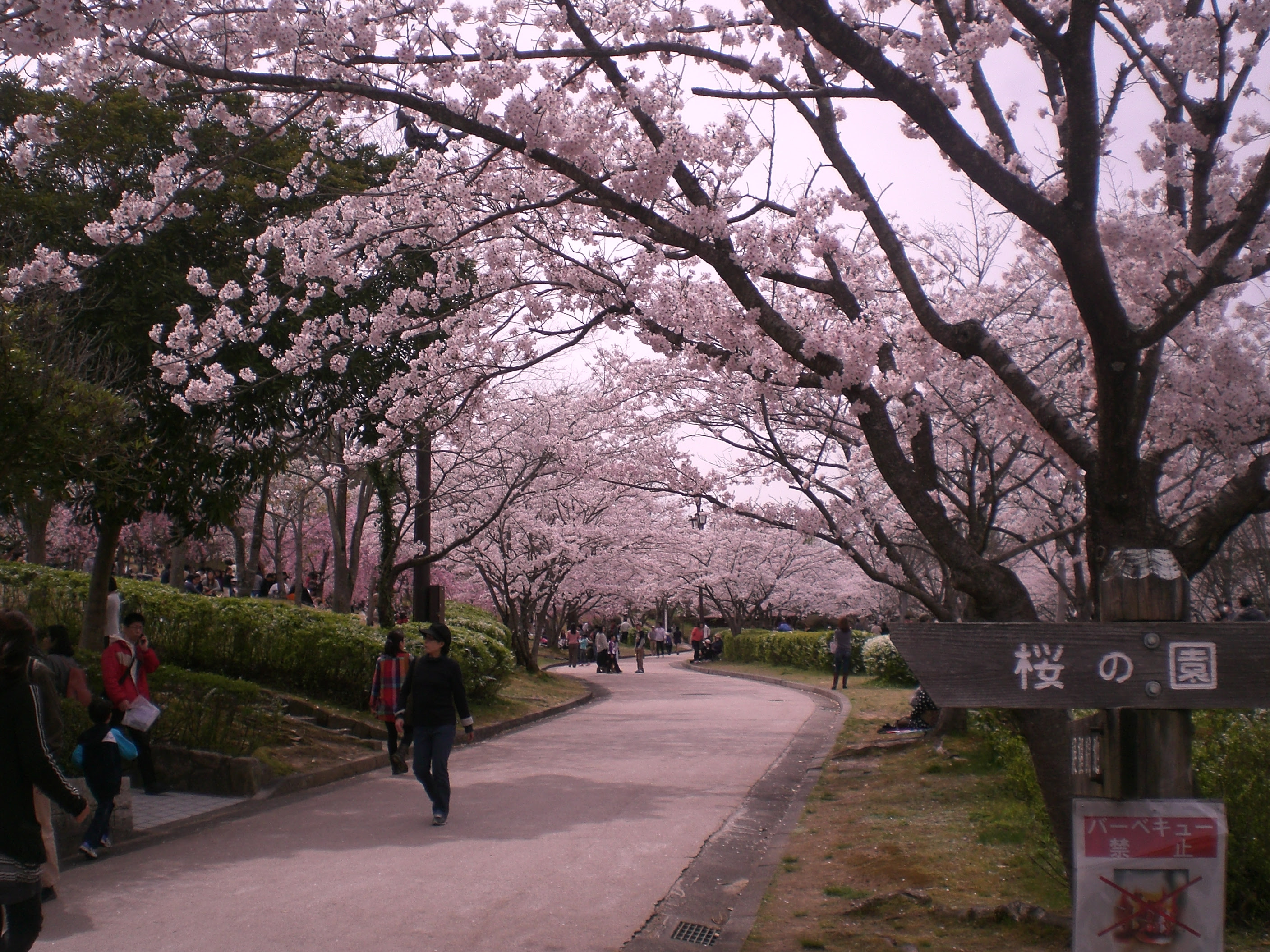 Pin Pemandangan Taman Bunga Sakura Yang Indah Image Portal Pin Pemandangan Taman Bunga Sakura Yang Indah Image Portal