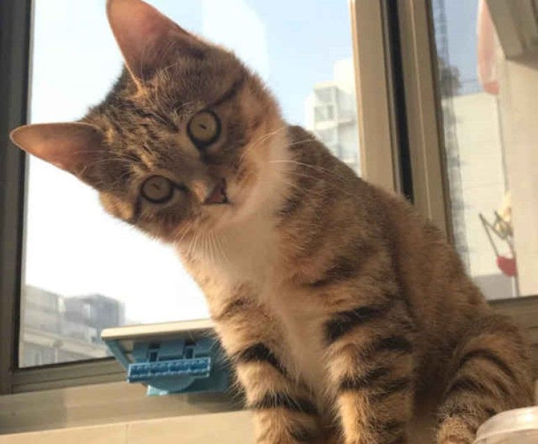 宠物店老板透露 狸花猫品相好不好看这4点 满足的才是纯狸花 狸花猫 猫咪 店老板 新浪新闻