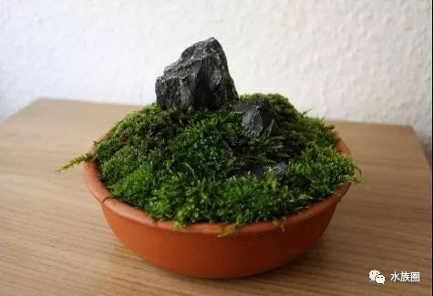 草缸玩腻了 水草盆景 可玩否