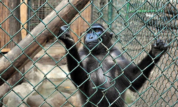 chimp