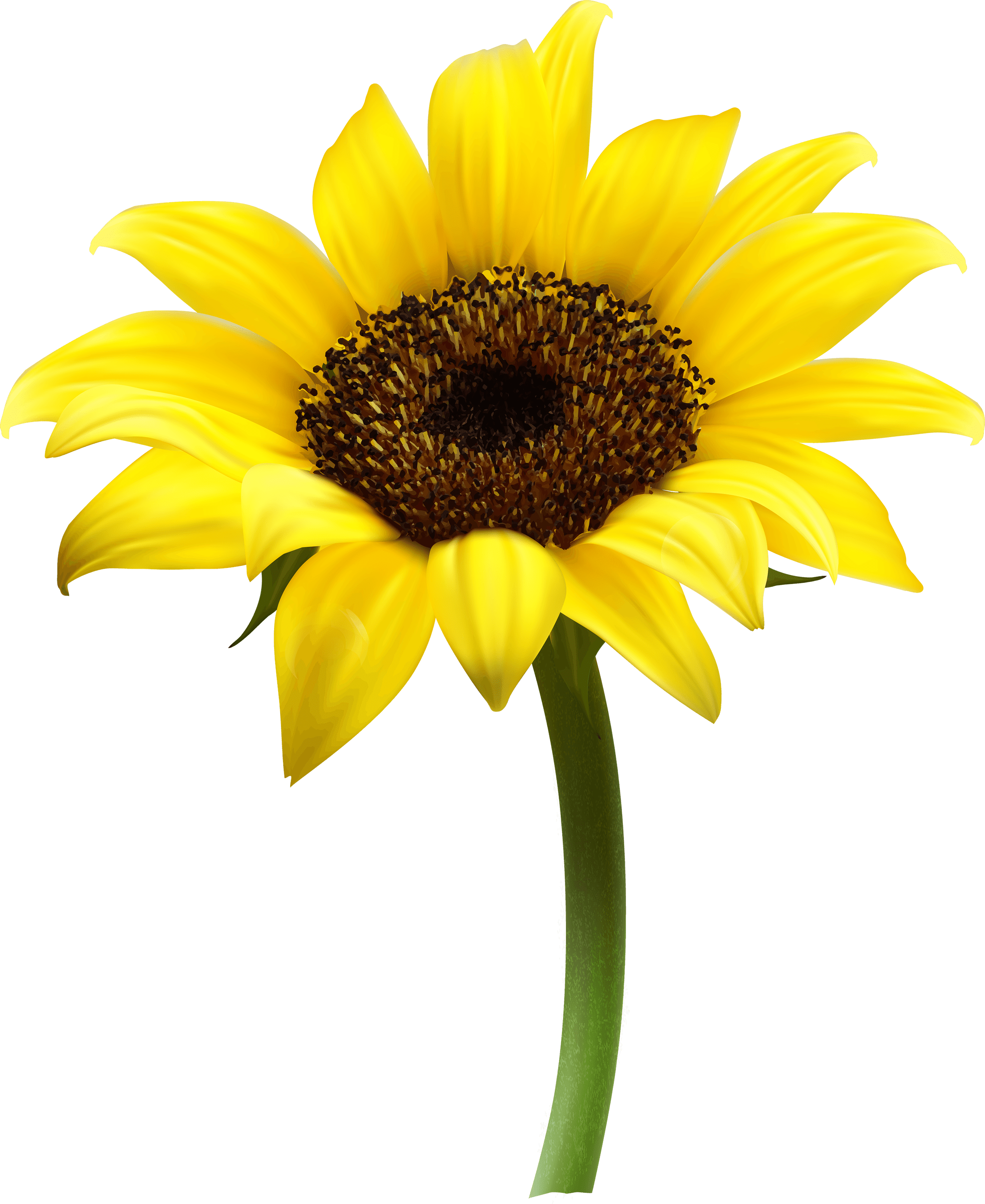 Download PNG Sunflower Transparent Sunflower.PNG Images. | PlusPNG