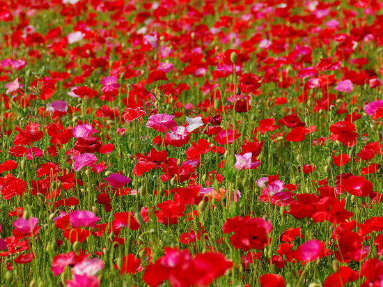 ポピーの花畑 フォト安次郎 安らぎの風景 楽天ブログ