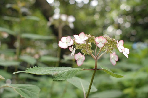Hase temple, Hydrangea