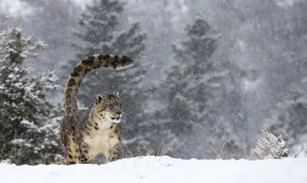 Snow Leopard Panthera Uncia Standing In The Snow