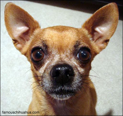 learn how to read the nutrition label on your chihuahua39;s food!