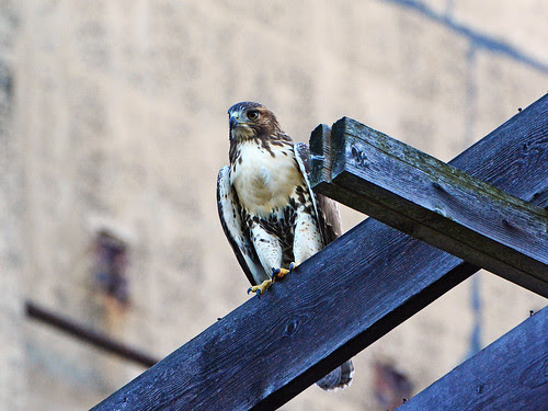 Fledge on Transept Beam