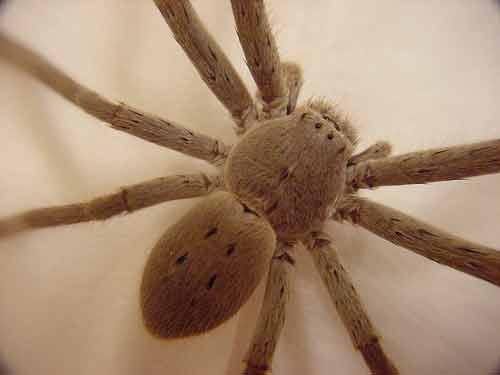 huntsman spider bite. huntsman spider bite. huntsman spider bite.