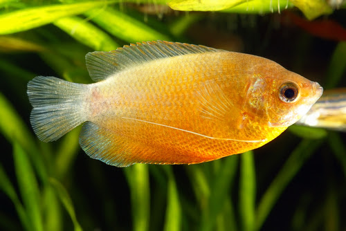 ゴールデンハニードワーフグラミーの混泳 エビとできる 熱帯魚 淡水魚 海水魚の図鑑