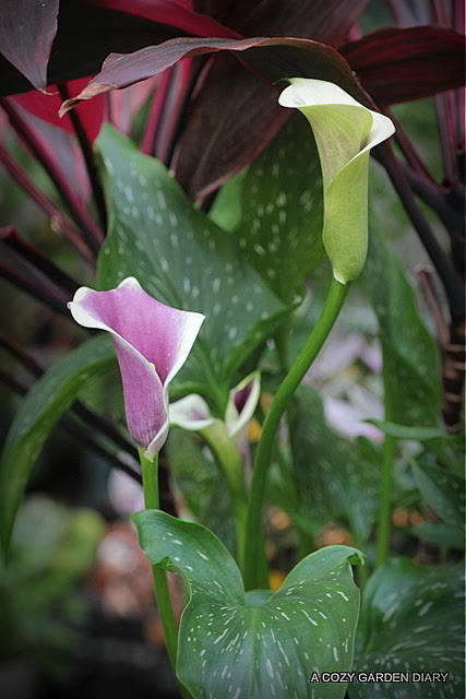 畑地性カラーの開花 A Cozy Garden Diary