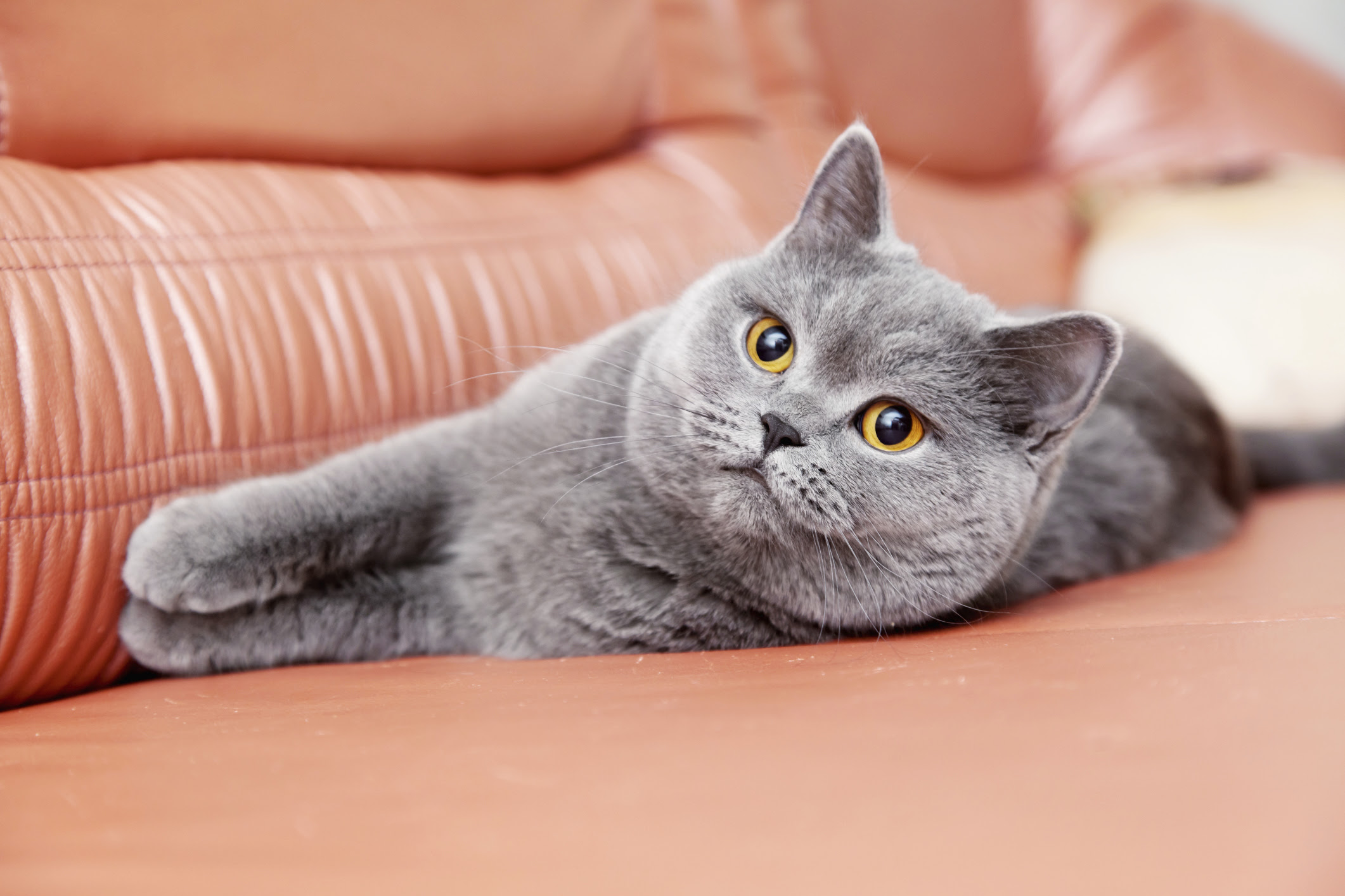 clavamox for cats side effects diarrhea