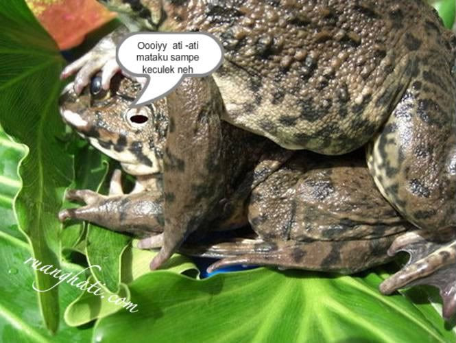 posisi seks bercinta ala kamasutra, khusus dewasa