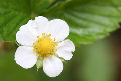 garden flowers  037