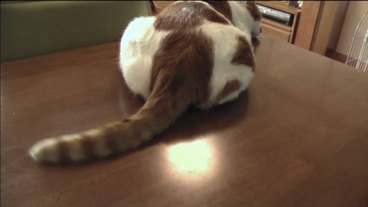 しっぽの動きで分かる猫の11の感情 ねこトピ