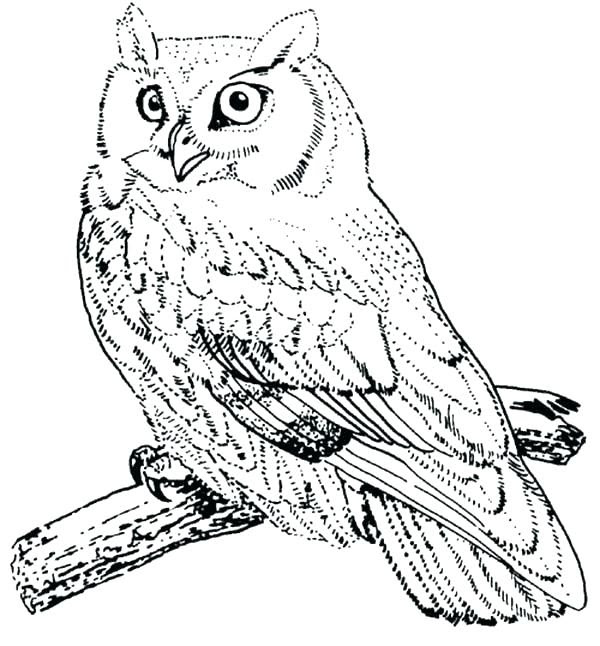 Birds Of Prey Coloring Pages At Getdrawings Free Download