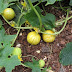 Yellow Cucumber Plant : In these cases, the leaves start to become pale, then they turn yellow and then the plant begins to die.