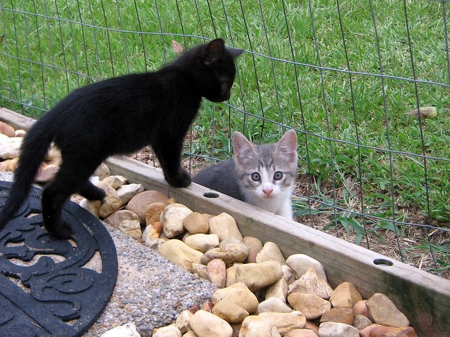 Midnite and Buddy