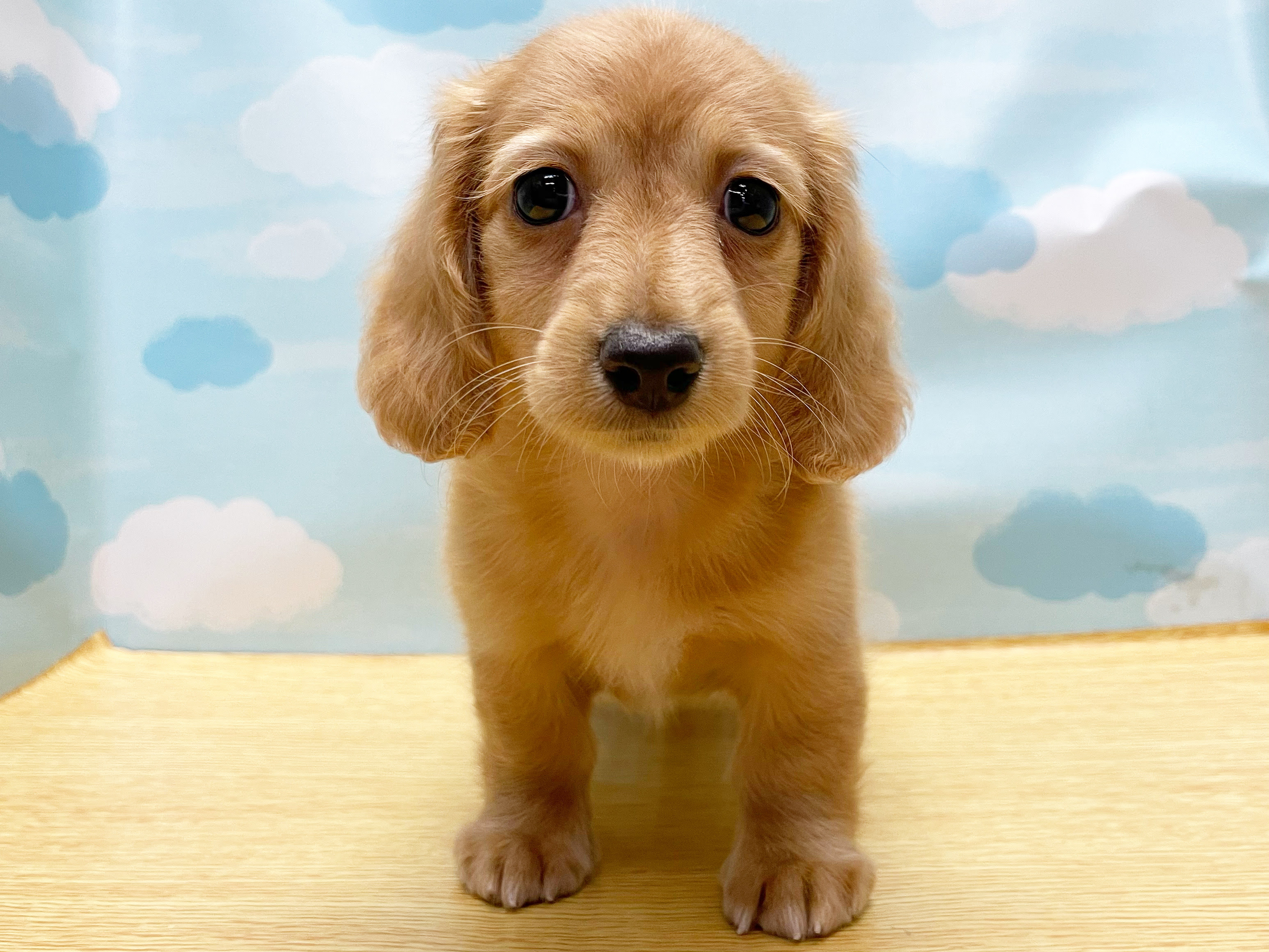 ミニチュアダックスフンド 川崎鹿島田店 世田谷区にあるペットショップ 子犬 子猫の専門店 Kennel Takanawa