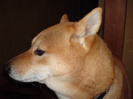 柴犬のオスとメスはどちらがいいのか 柴犬飼うなら知っておきたい柴犬の一生