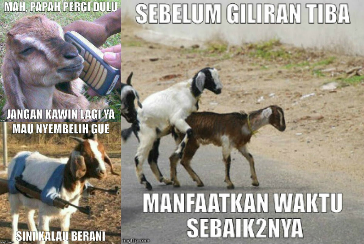 100 Gambar DP BBM Meme Kocak Lucu Gokil Berbagai Gadget 100 Gambar DP BBM Meme Kocak Lucu Gokil Berbagai Gadget