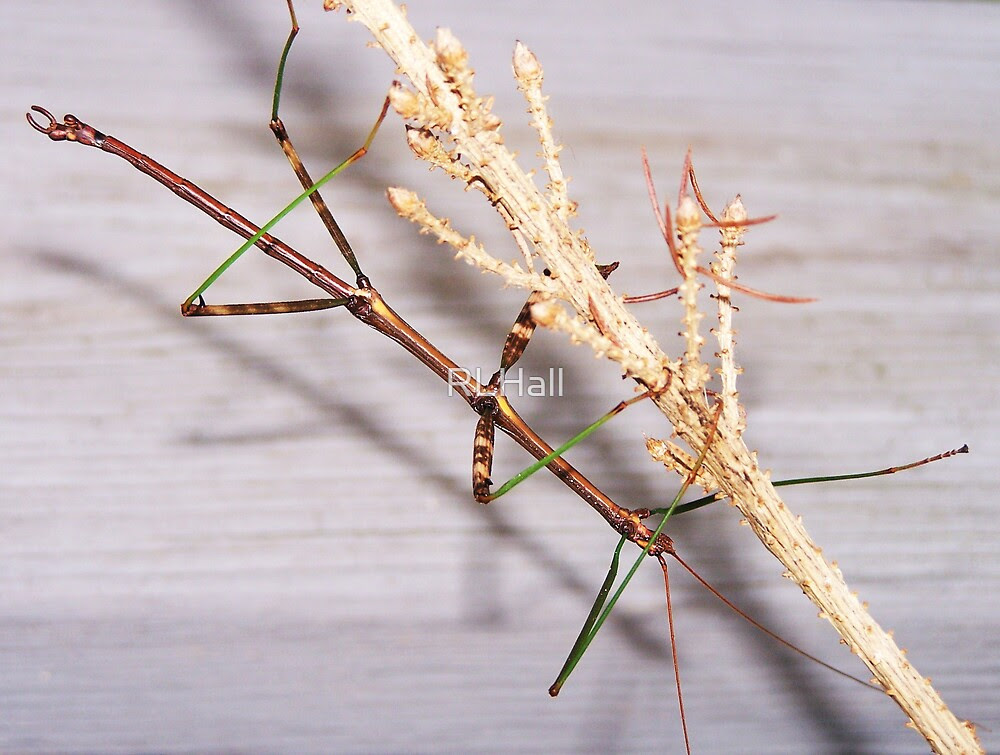 "Walking Stick Insect" by RLHall | Redbubble