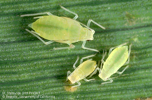 Aphid Daun