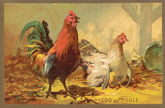 coq poule