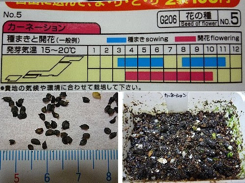 ほっと一息 ２ カーネーションの種まき