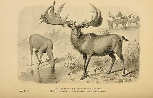 The Great Irish Deer, Cervus megaceros
