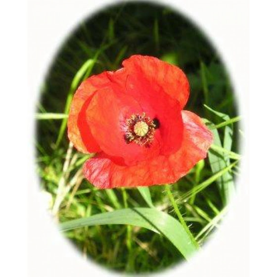 Corn Poppy Seeds Papaver Rhoeas From Wildflowers Uk