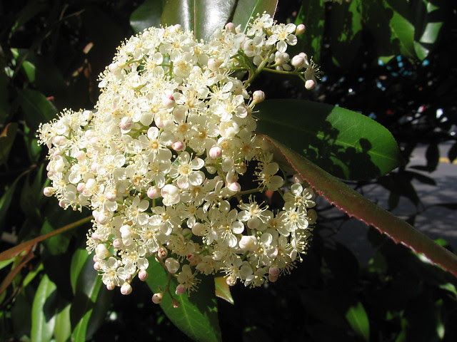 white_cluster_1